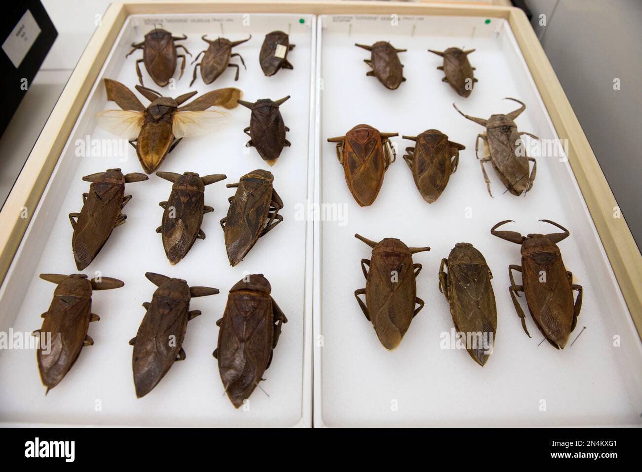 This photo taken June 5, 2014 shows various giant water bugs a that are ...