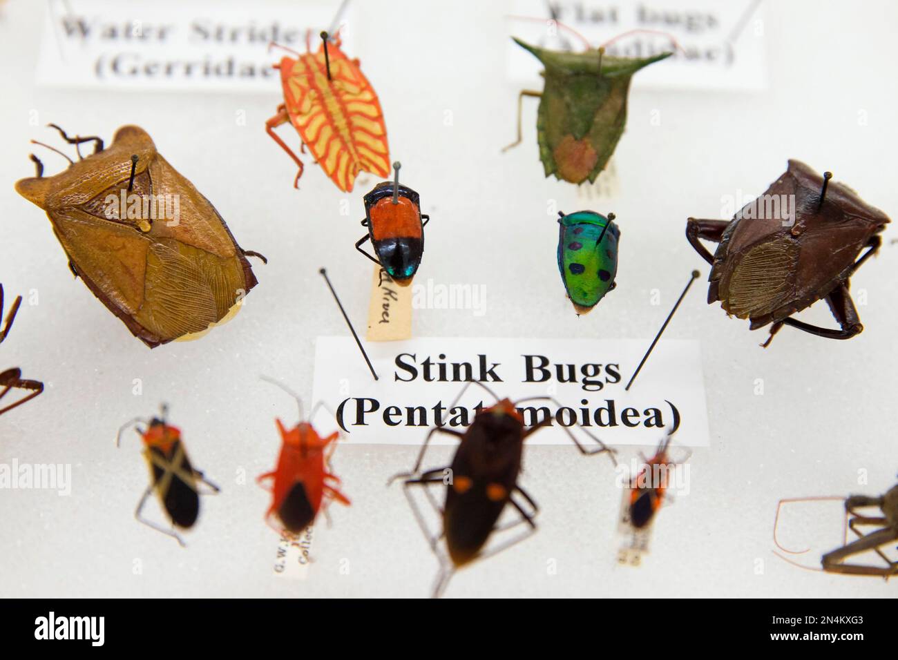 This photo taken June 5, 2014 shows various bugs on display as part of ...