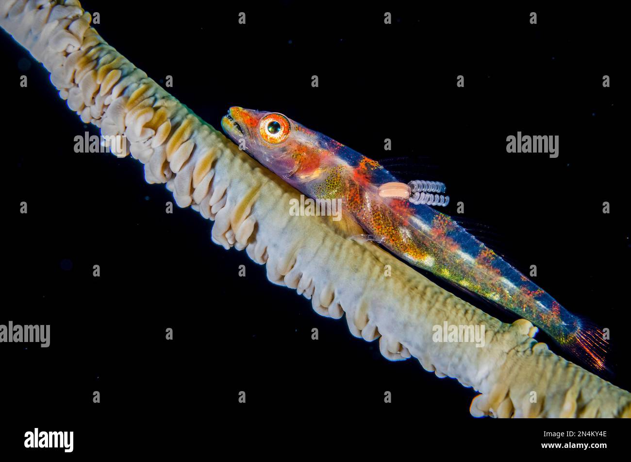 Loki Whip Goby, Bryaninops loki, on Whip Coral, Alcyonacea order. with parasitic Copepod, Copepoda Subclass, with egg case,  Elmoost dive site, Weda, Stock Photo