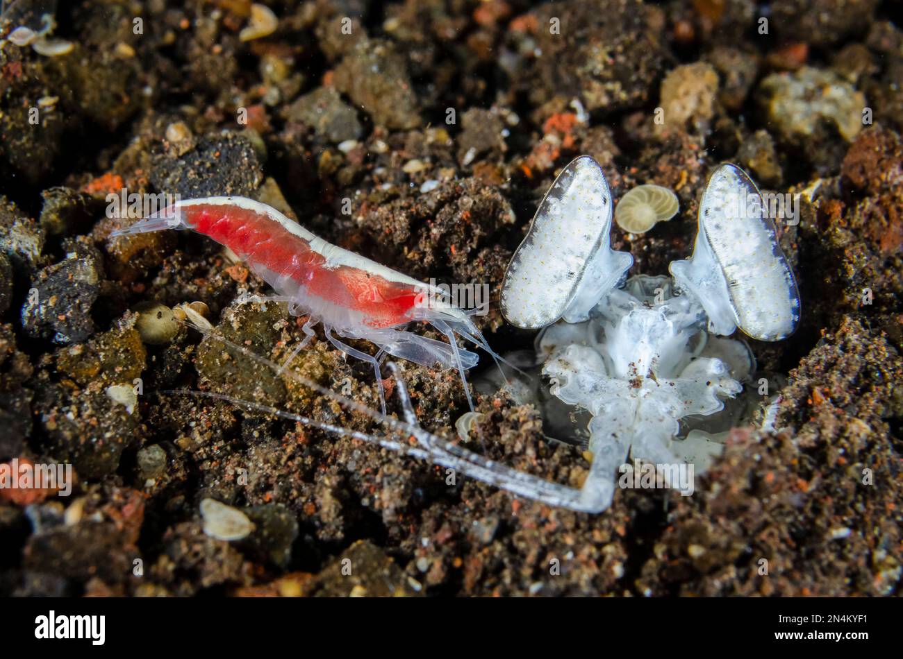 Spearing Mantis Shrimp, Lysiosquillina sp, in hole with Snapping Shrimp, Synalpheus sp, Melasti dive site, Seraya, Karangasem, Bali, Indonesia, Indian Stock Photo