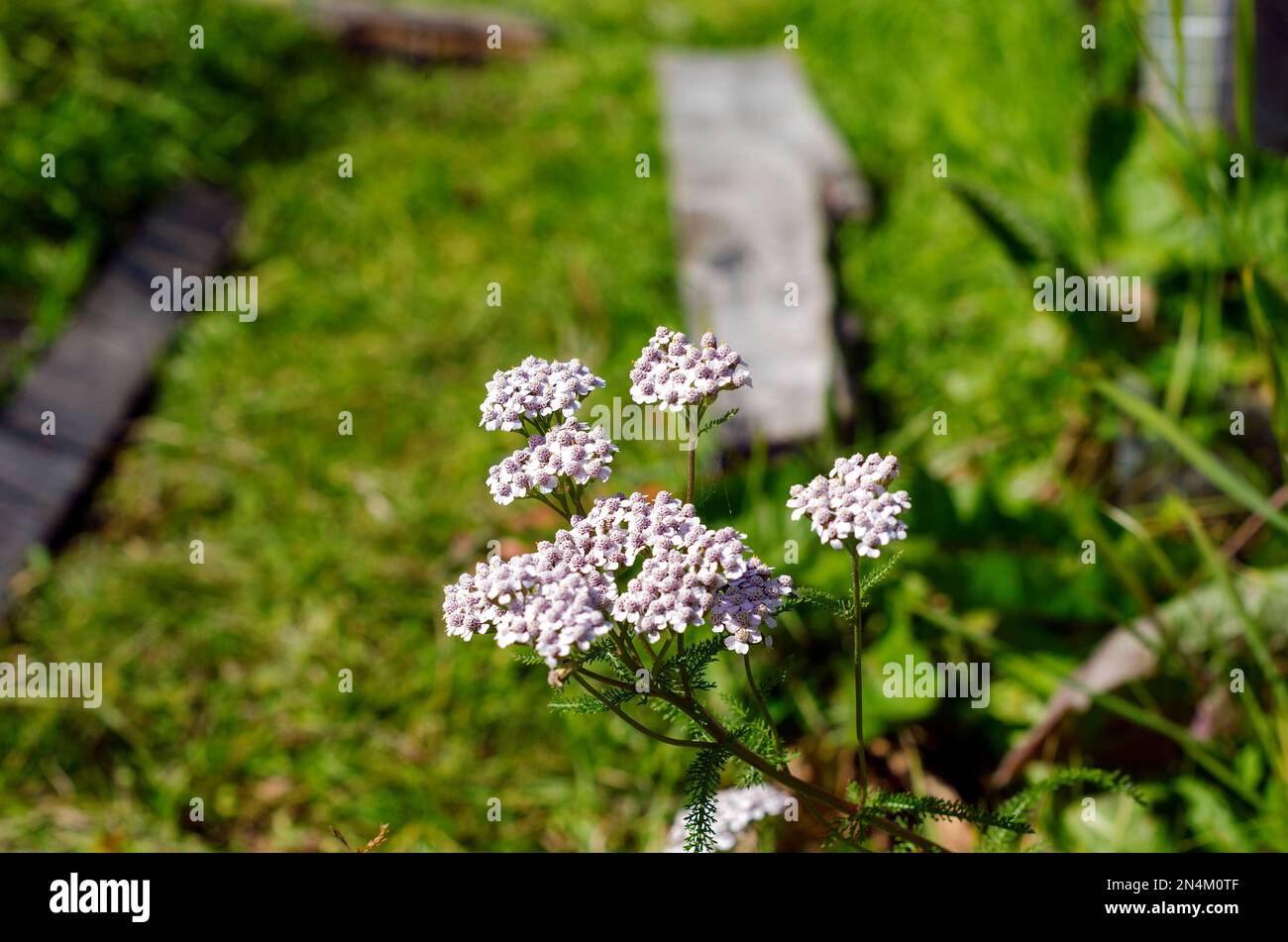 Wild medical plant yarrow with white flowers grows in the garden area on the background of green grass in the summer. Stock Photo