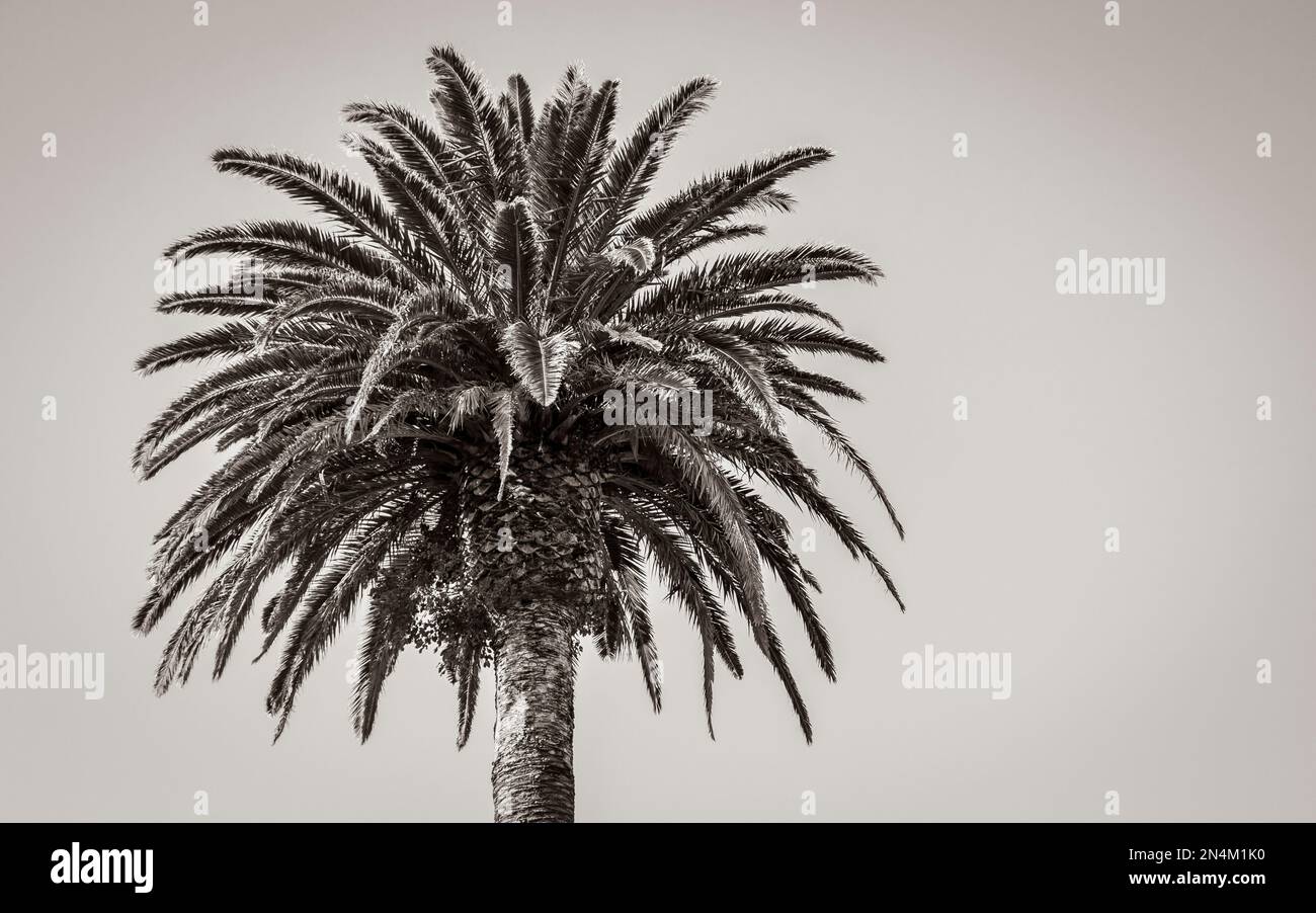Palm trees in Cape Town, South Africa. Crown of a palm. Palm leaves