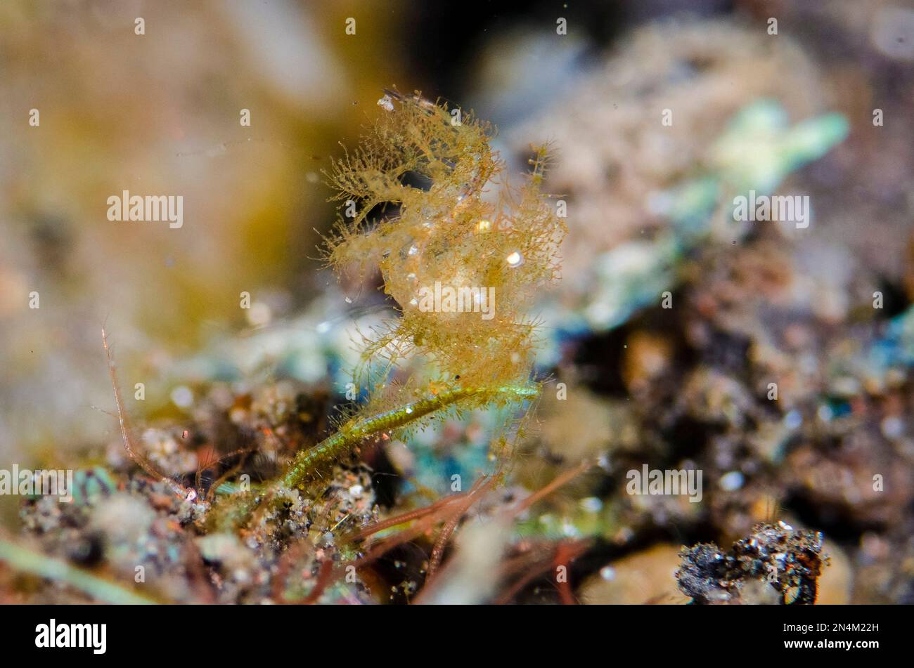 Algae Shrimp, Phycocaris simulans, River dive site, Tulamben