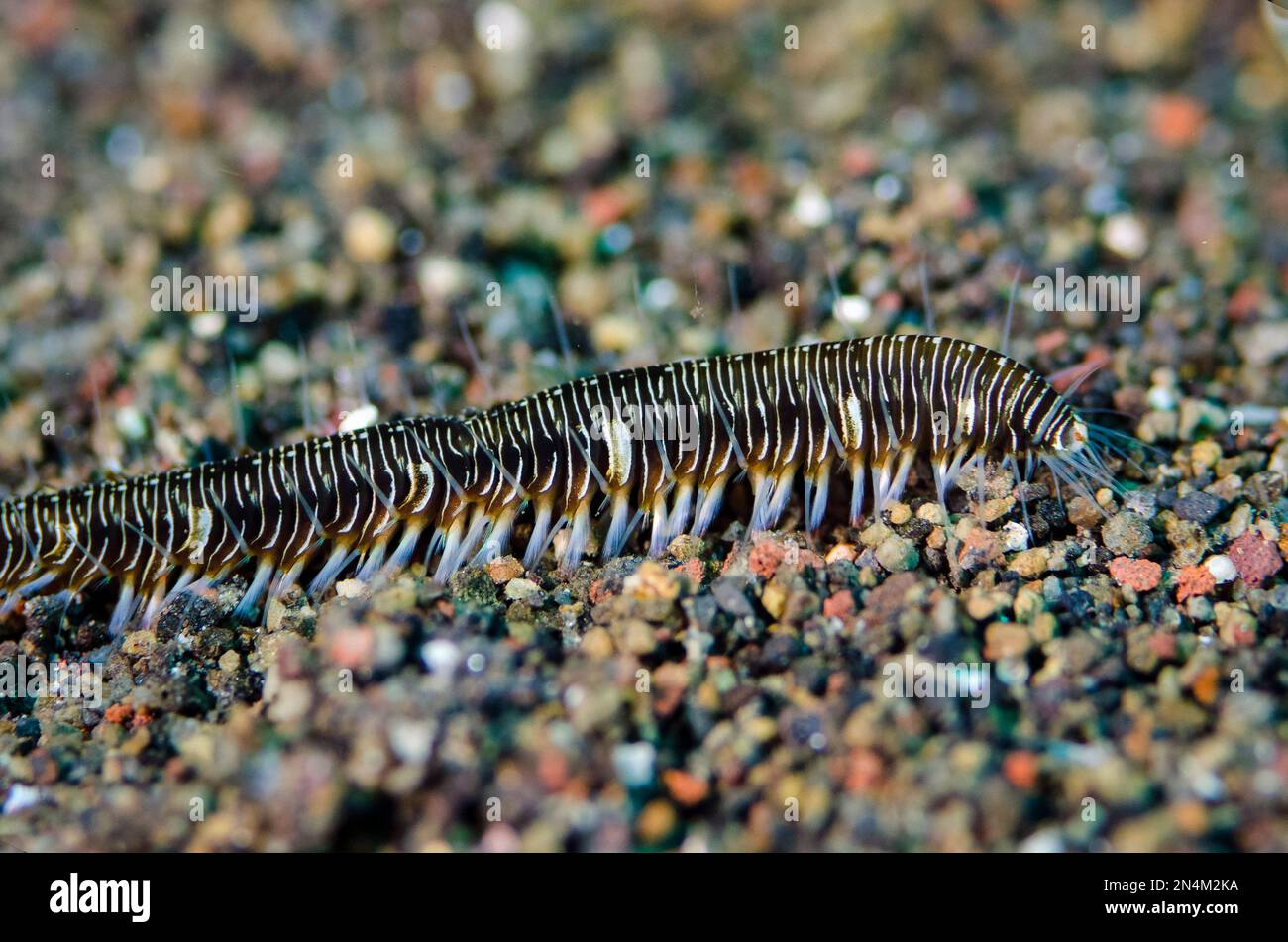 Bristle Worm, Hesionidae Family, Bulakan Slope dive site, Seraya, Karangasem, Bali, Indonesia, Indian Ocean Stock Photo