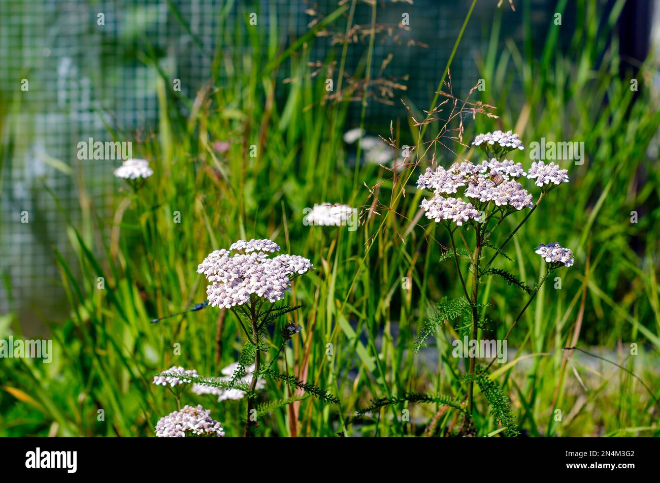 Wild medical plant yarrow with white flowers grows in the garden area on the background of green grass and greenhouse in the summer in the North of Ya Stock Photo