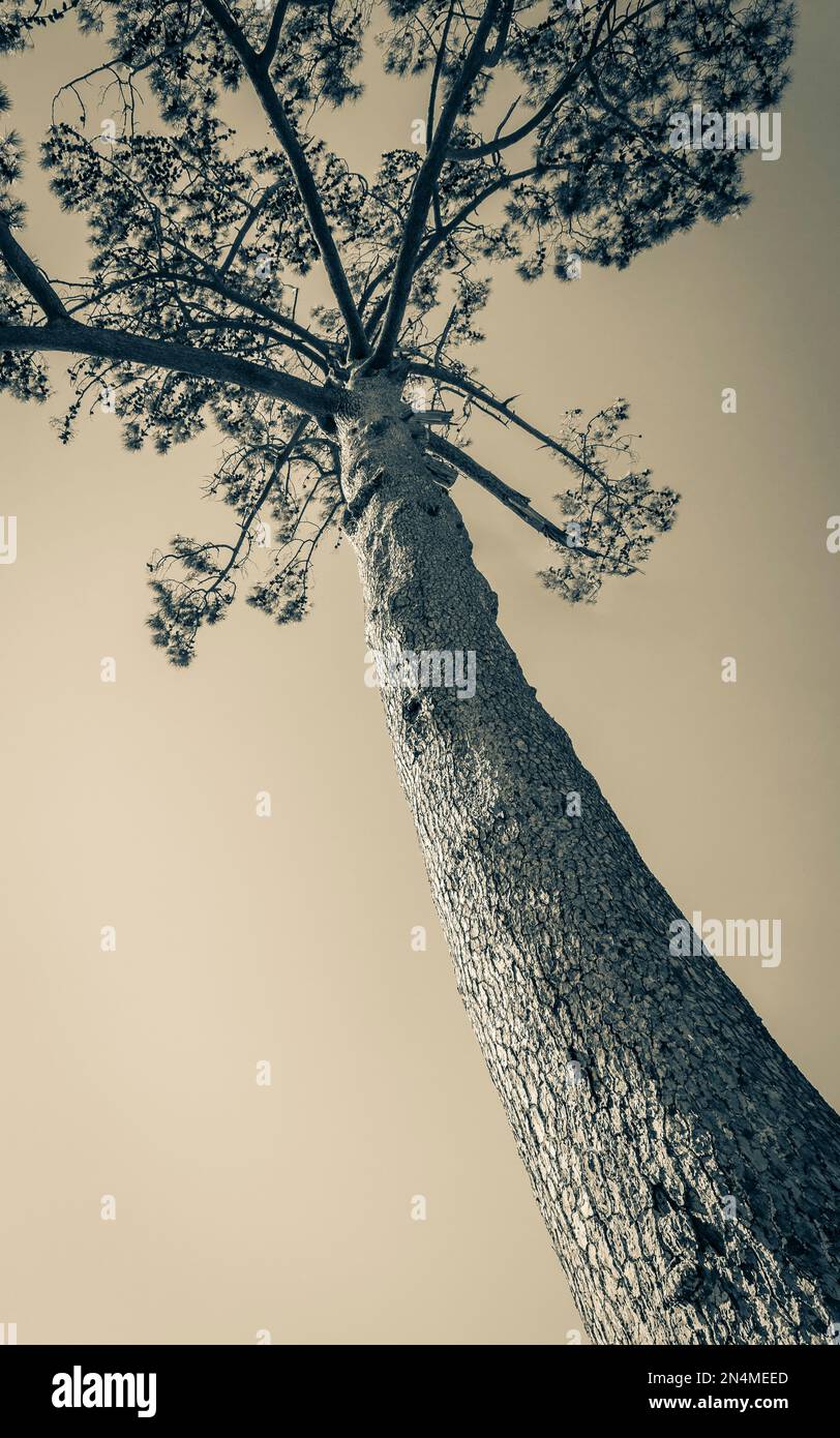 Big old african pine. Treetop and stem. Pines, firs, evergreen trees