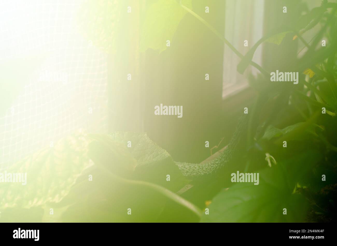 Abstract photo of cucumber in a greenhouse with high humidity and heat