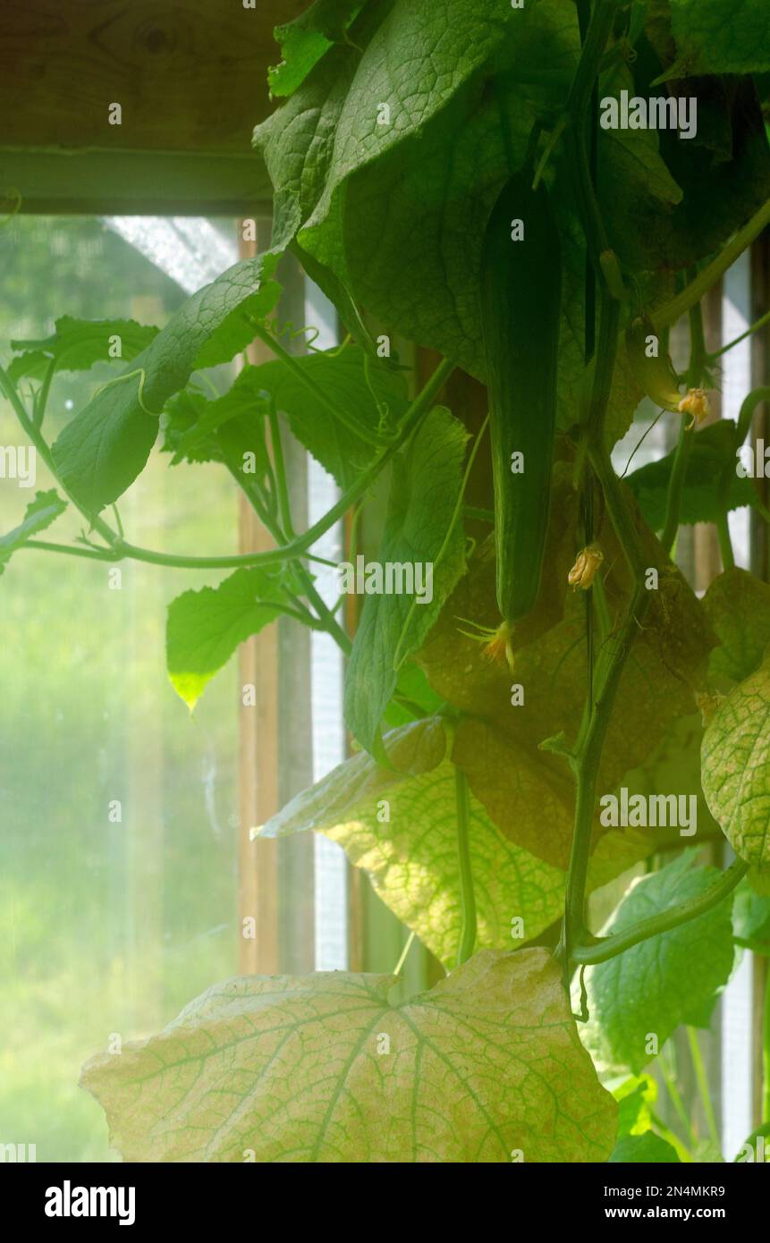 Photo cucumber with yellow flowers in a greenhouse with high humidity