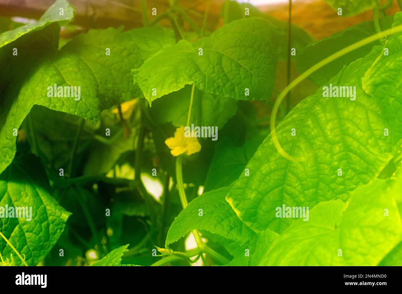 Yellow flowers of cucumbers in a greenhouse with high humidity and heat
