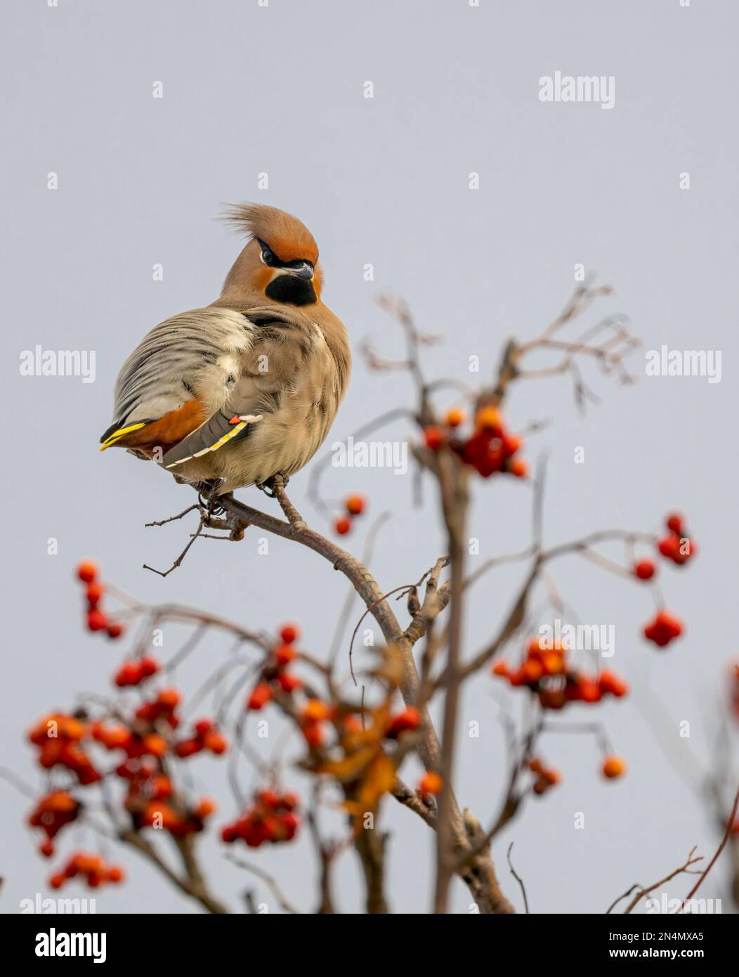 Waxwing Bombycilla garrulus perched in a berry bearing tree on Beeston