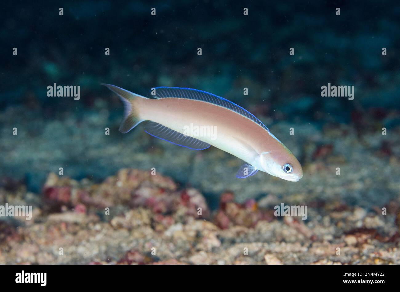 Pale Tilefish, Hoplolatilus cuniculus, Kawula; Alor, Tanjung Uho dive site, Kawula Island, Alor, Indonesia Stock Photo