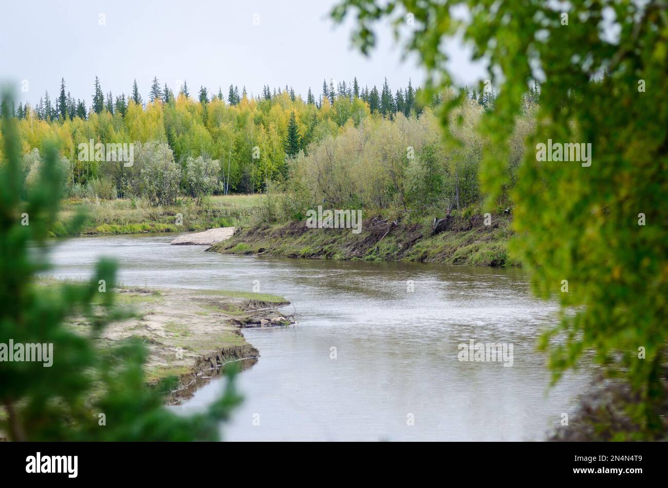 The turn of the small Northern river is seen through the fuzzy leaves of trees in autumn in the North of Yakutia. Stock Photo