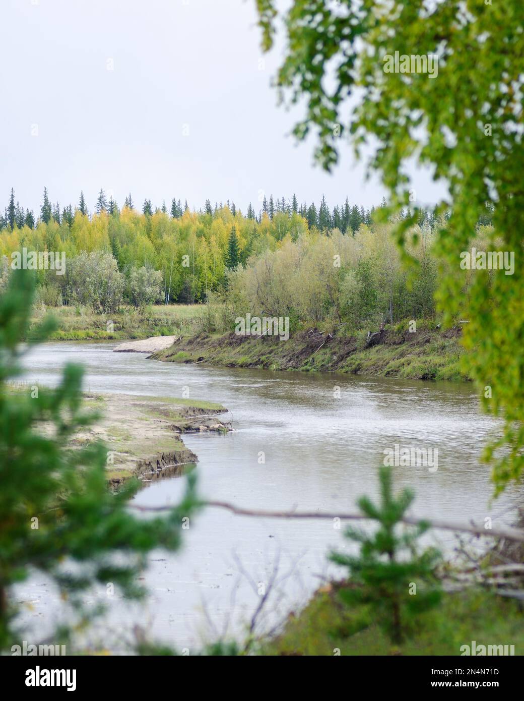 The turn of a small Northern river with yellow and green trees on the banks is visible through the fuzzy leaves of trees in the autumn in the North of Stock Photo