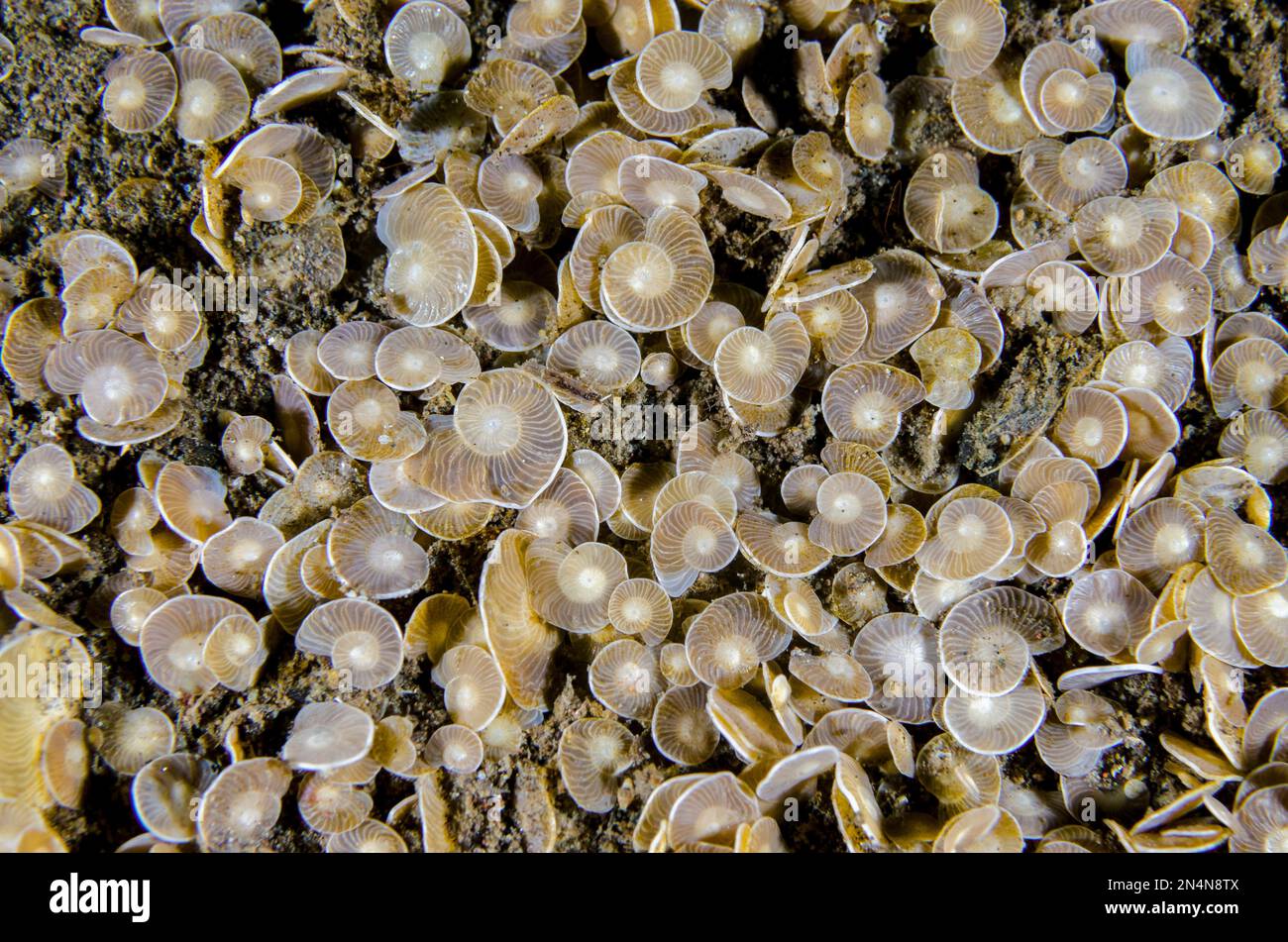 Foraminifera, Foraminifera Subphylum, shells, Melasti dive site, Amed, Karangasem Regency, Bali, Indonesia, Indian Ocean Stock Photo