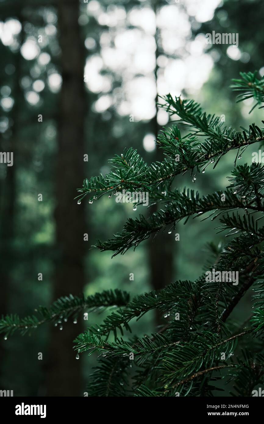 A close-up of Balsam fir leaves covered in raindrops on a natural background Stock Photo
