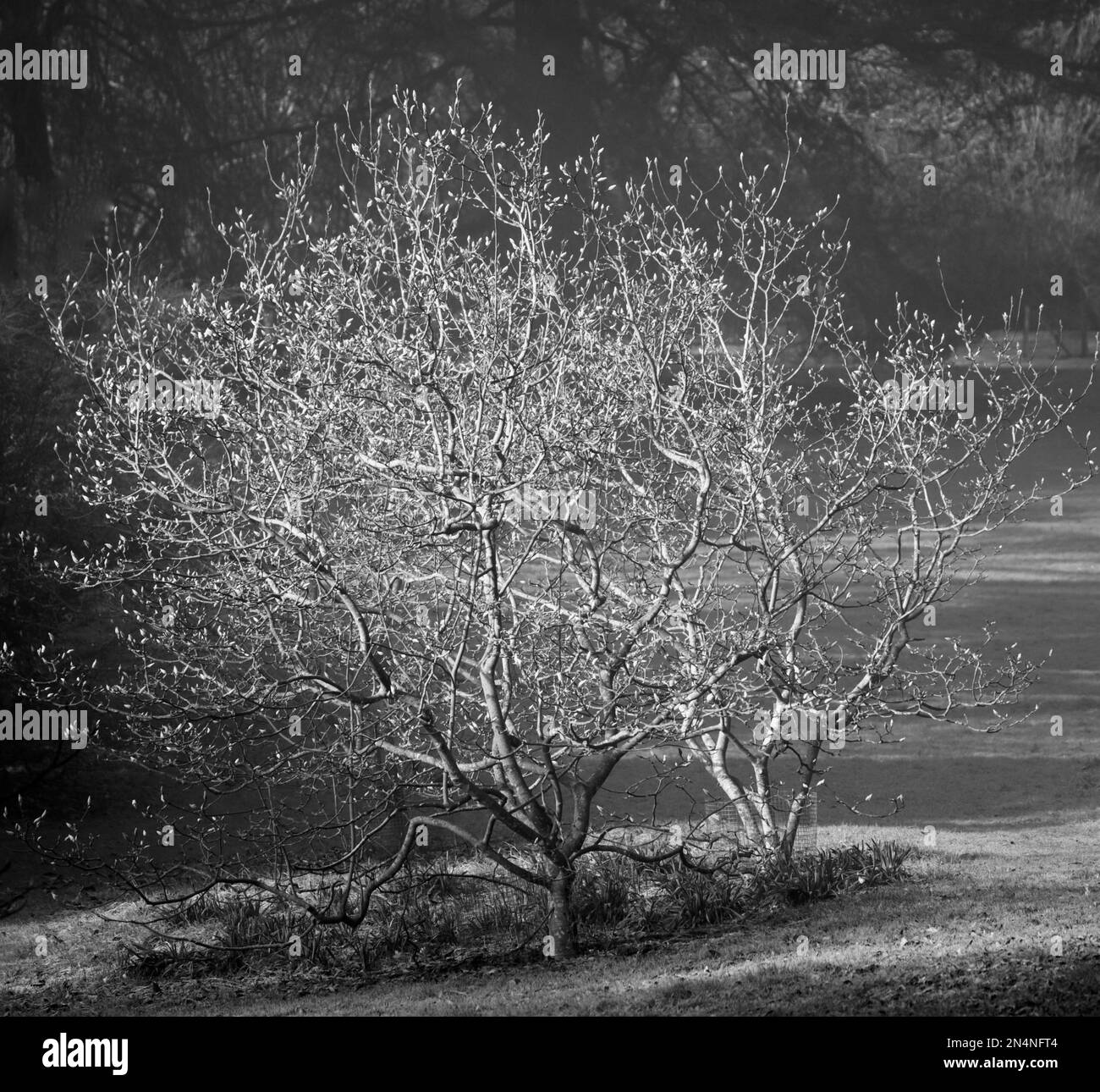 Magnolia fruit Black and White Stock Photos & Images - Alamy