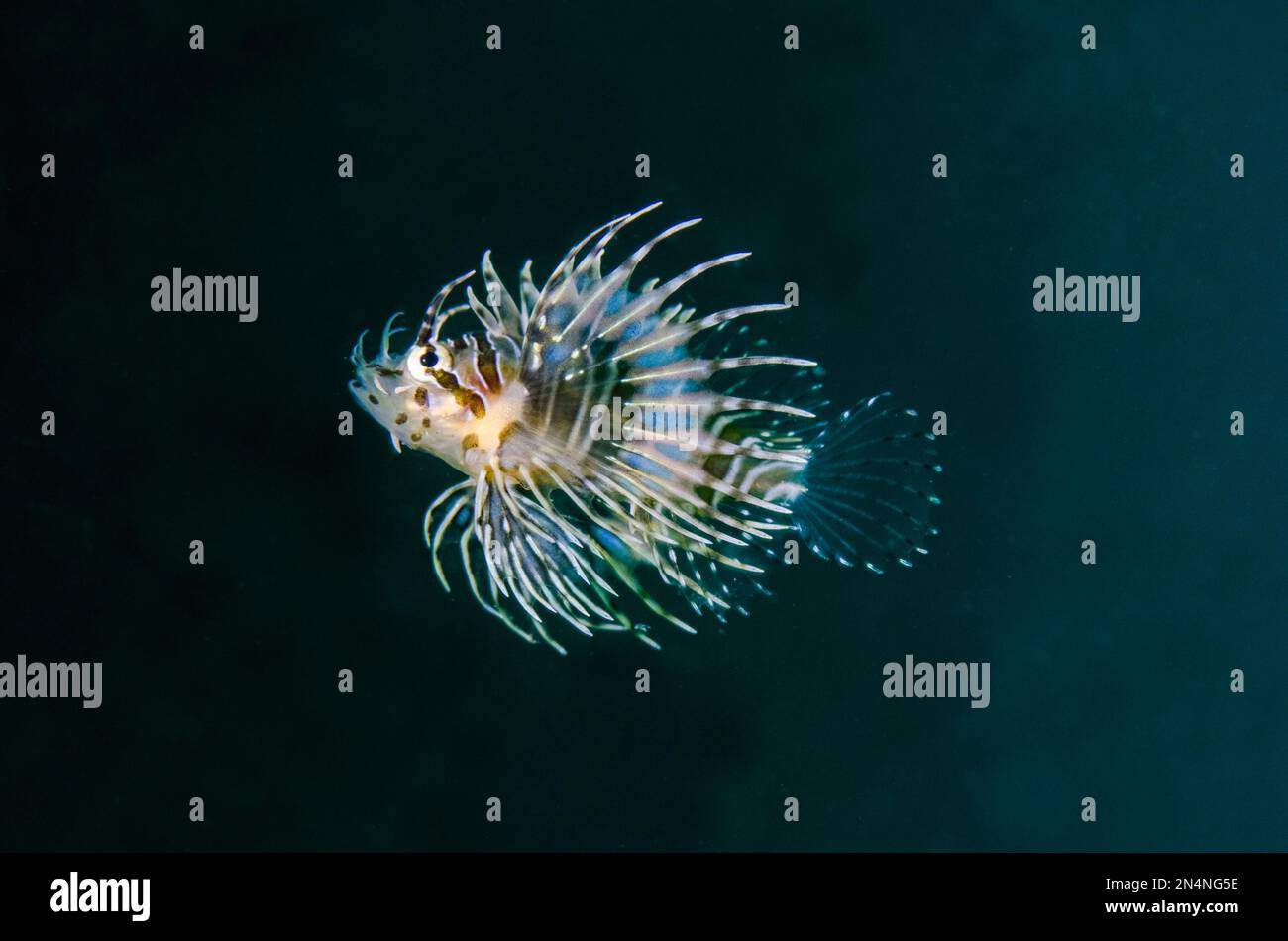 Spotfin Lionfish, Pterois antennata, I Love Amed dive site, Amed, Karangasem Regency, Bali, Indonesia, Indian Ocean Stock Photo
