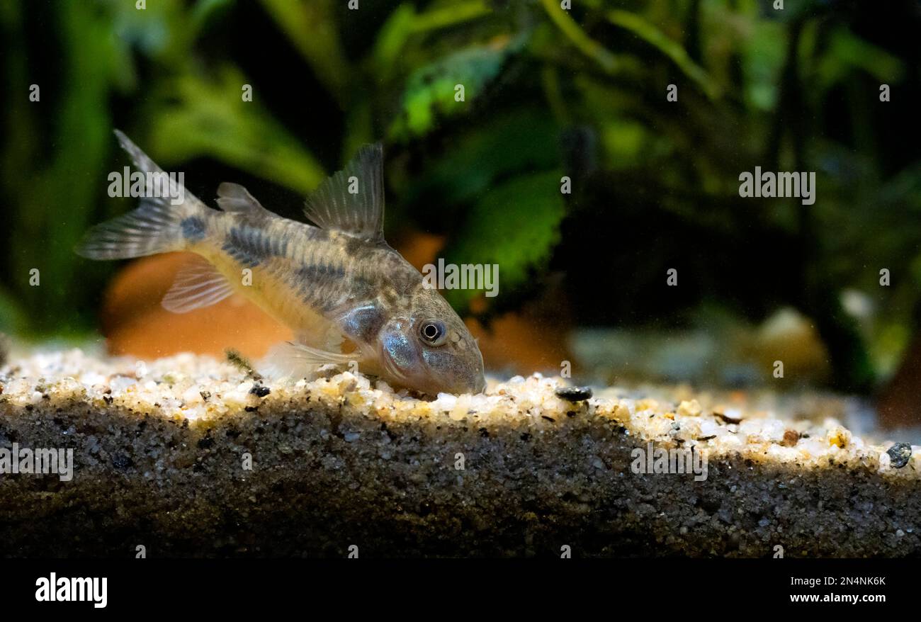 Corydoras paleatus - Blue leopard corydoras fish Stock Photo