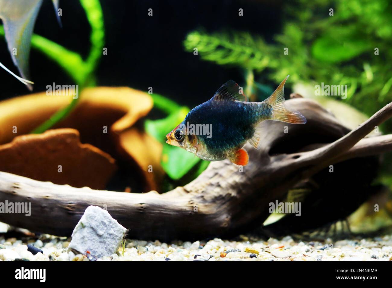 Green Tiger Barb freshwater fish - (Puntigrus tetrazona) Stock Photo