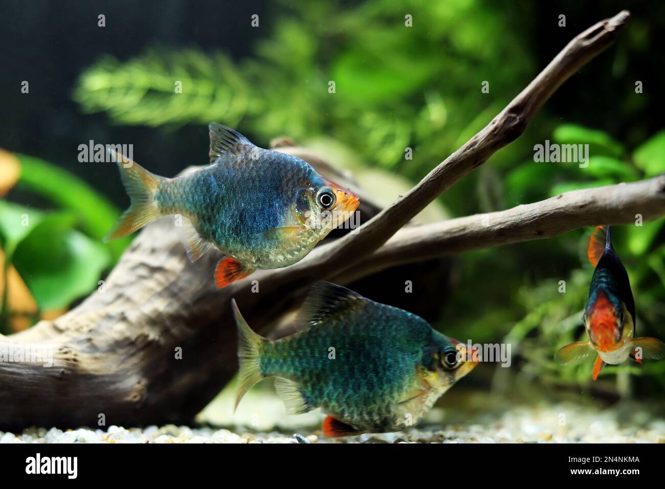 Green Tiger Barb freshwater fish - (Puntigrus tetrazona Stock Photo - Alamy, image size:1300x956