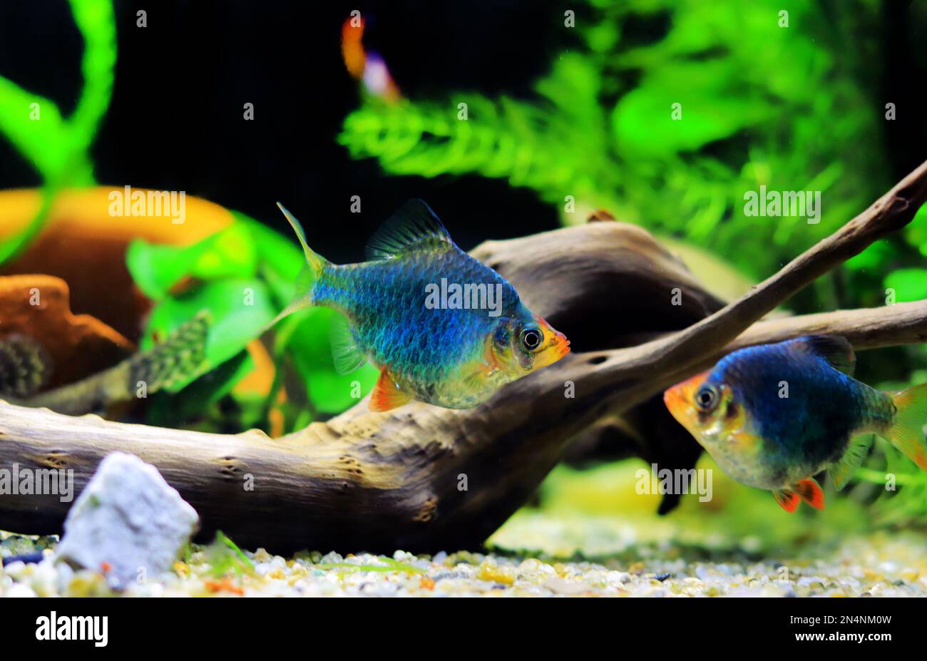 Green Tiger Barb freshwater fish - (Puntigrus tetrazona) Stock Photo