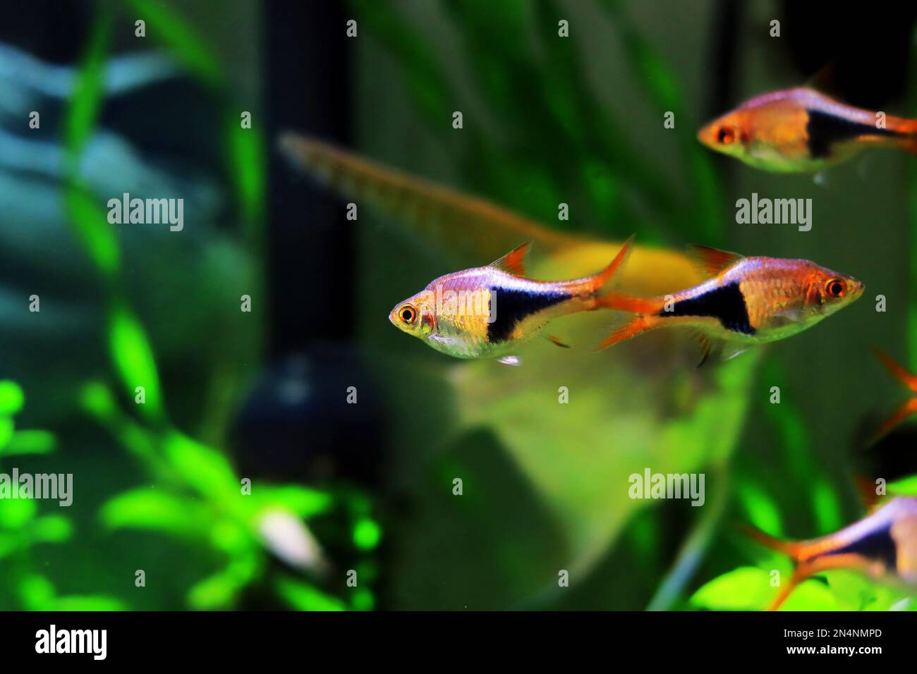 Harlequin rasbora freshwater fish - (Trigonostigma heteromorpha) Stock Photo