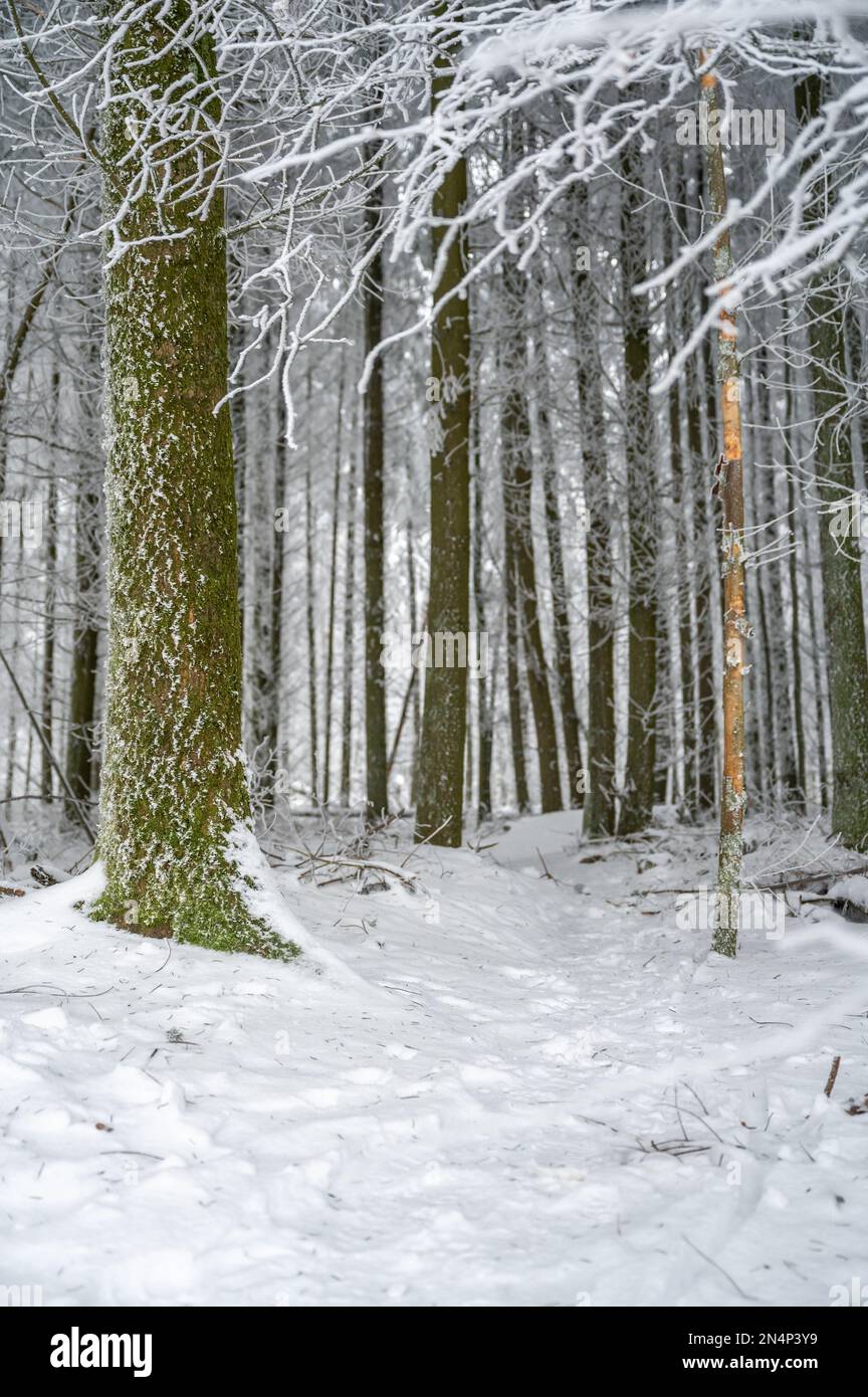 Pine forest in winter with lots of snow hi-res stock photography and ...