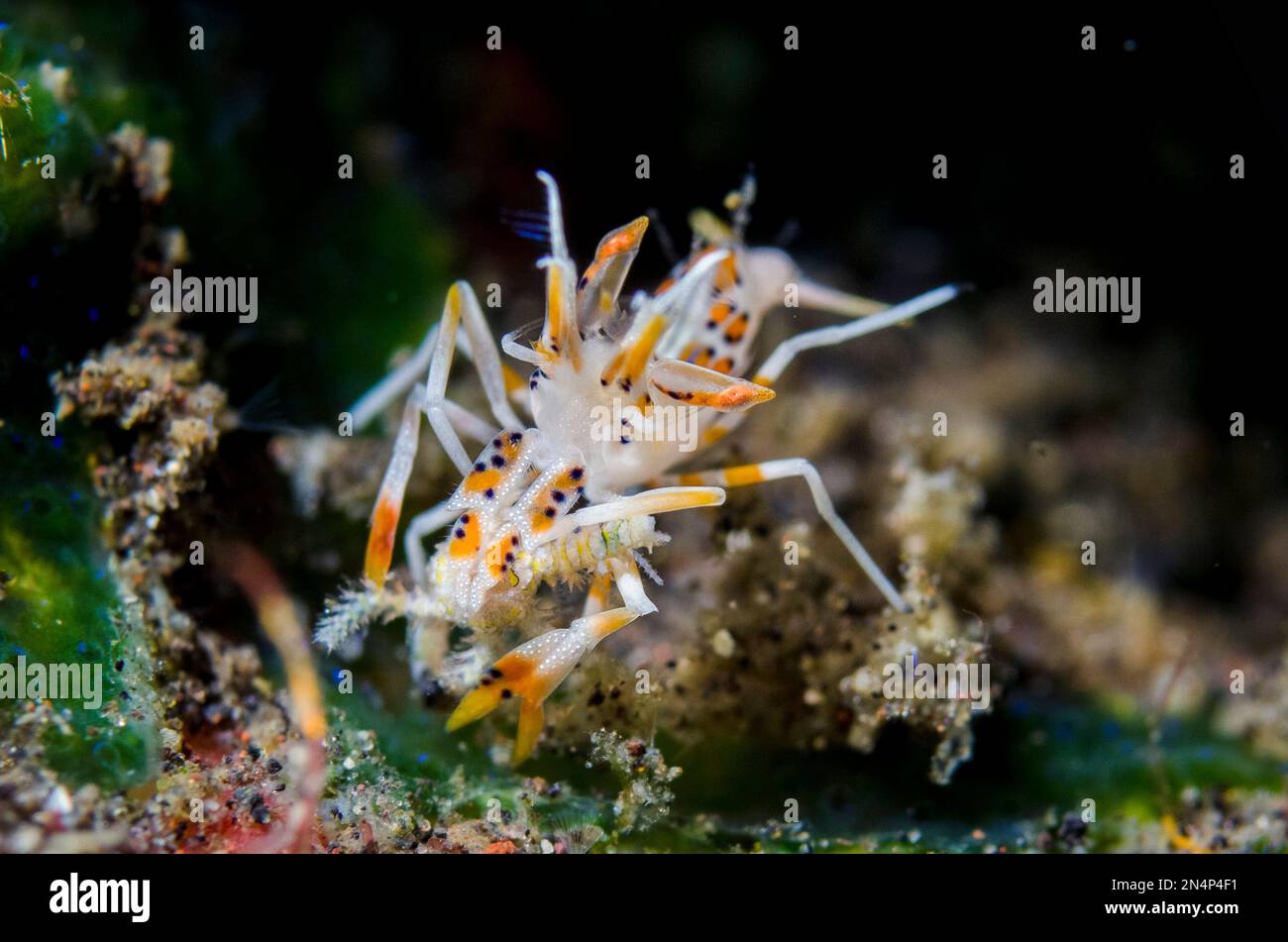 Tiger Shrimp, Phyllognathia ceratophthalmus, Wreck Slope dive site