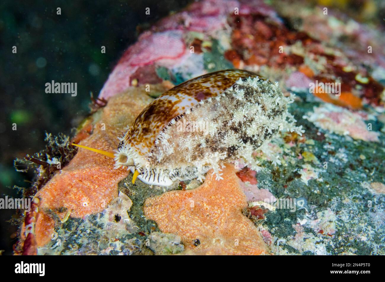 Thick-edged Cowrie, Erronea caurica, Wreck Slope dive site, Tulamben Regency, Karangasem, Bali, Indonesia, Indian Ocean Stock Photo