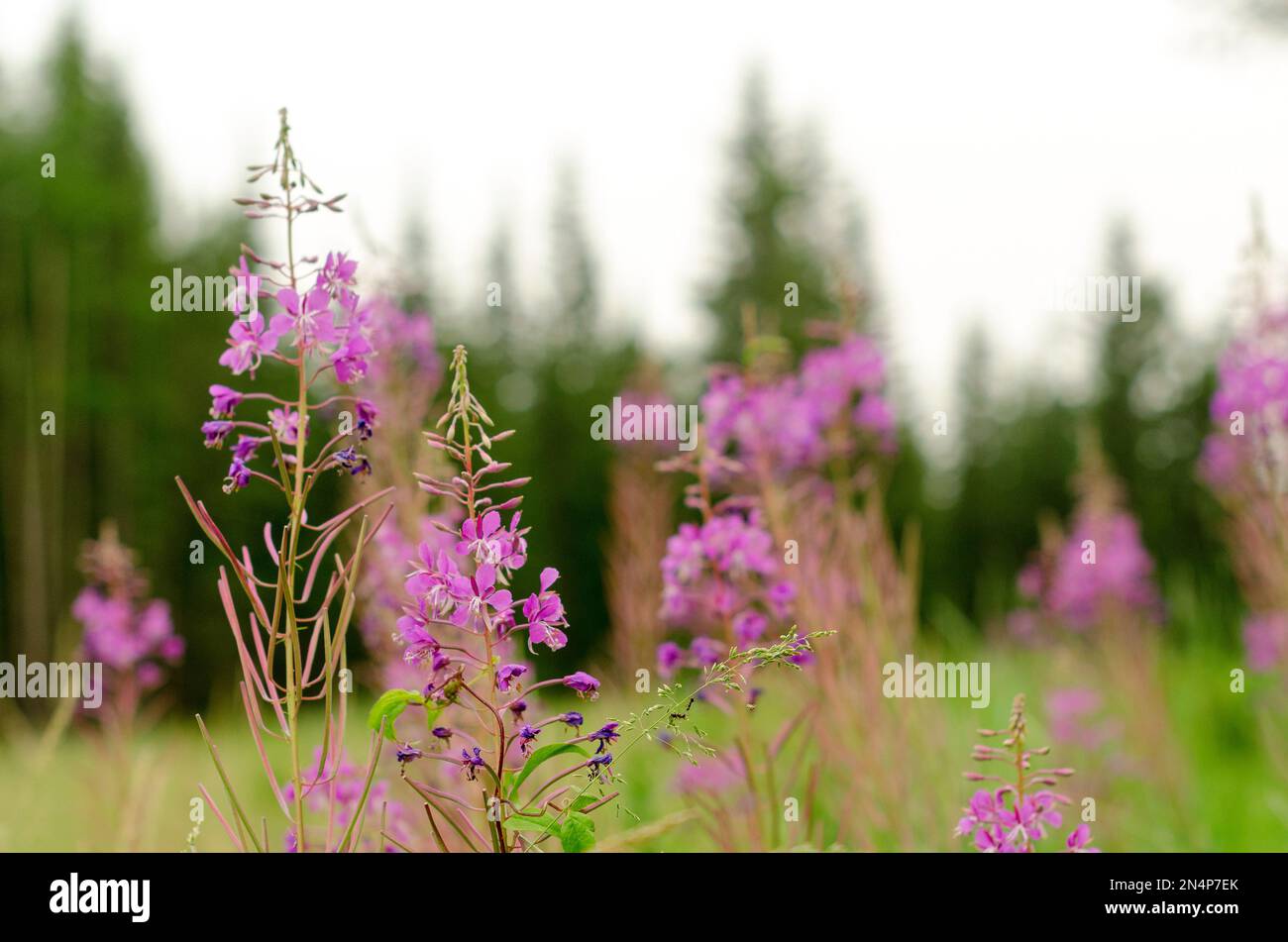 Lilac plants Ivan tea grow on a green field on the background of fir ...