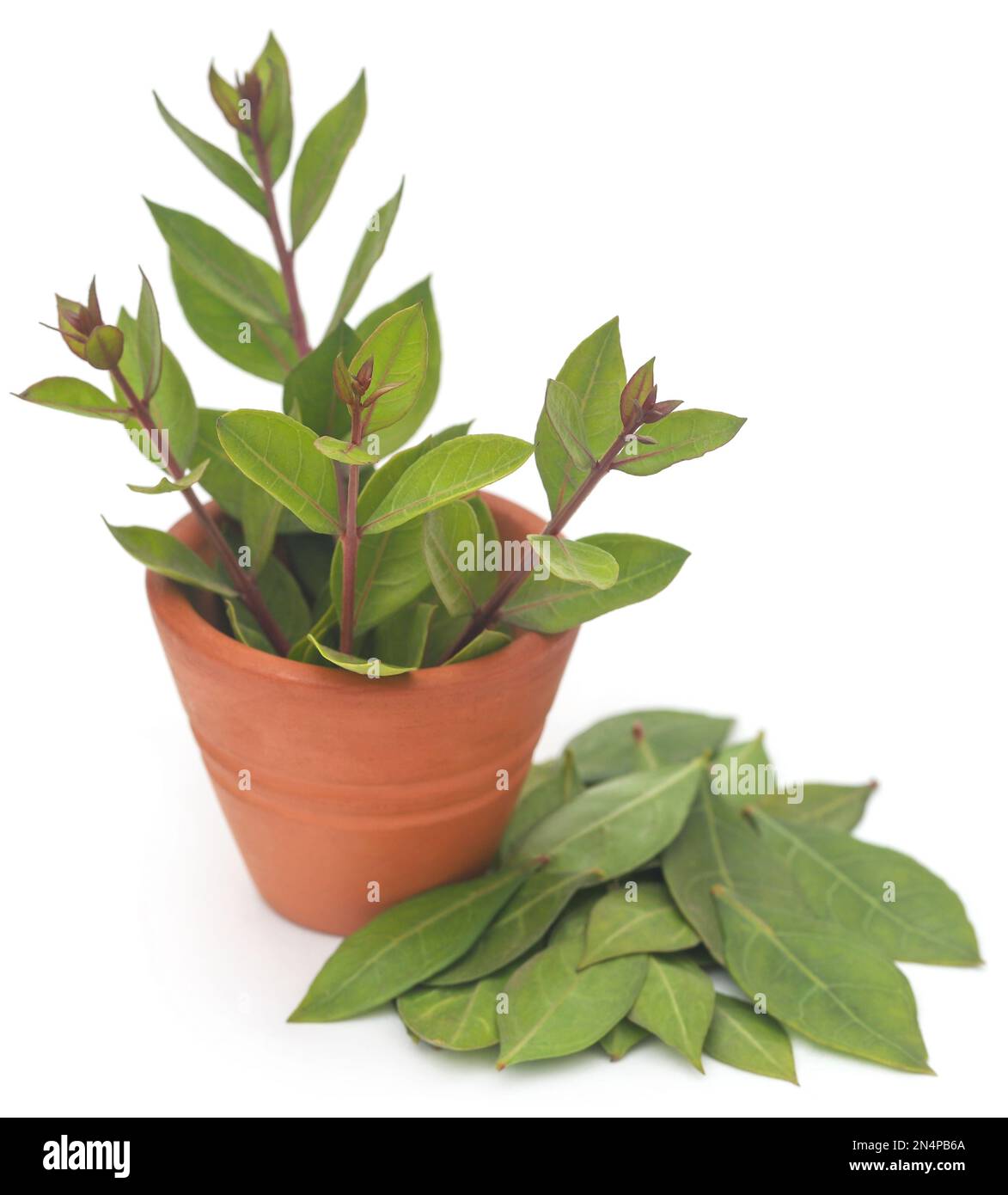 Medicinal henna leaves over white background Stock Photo - Alamy