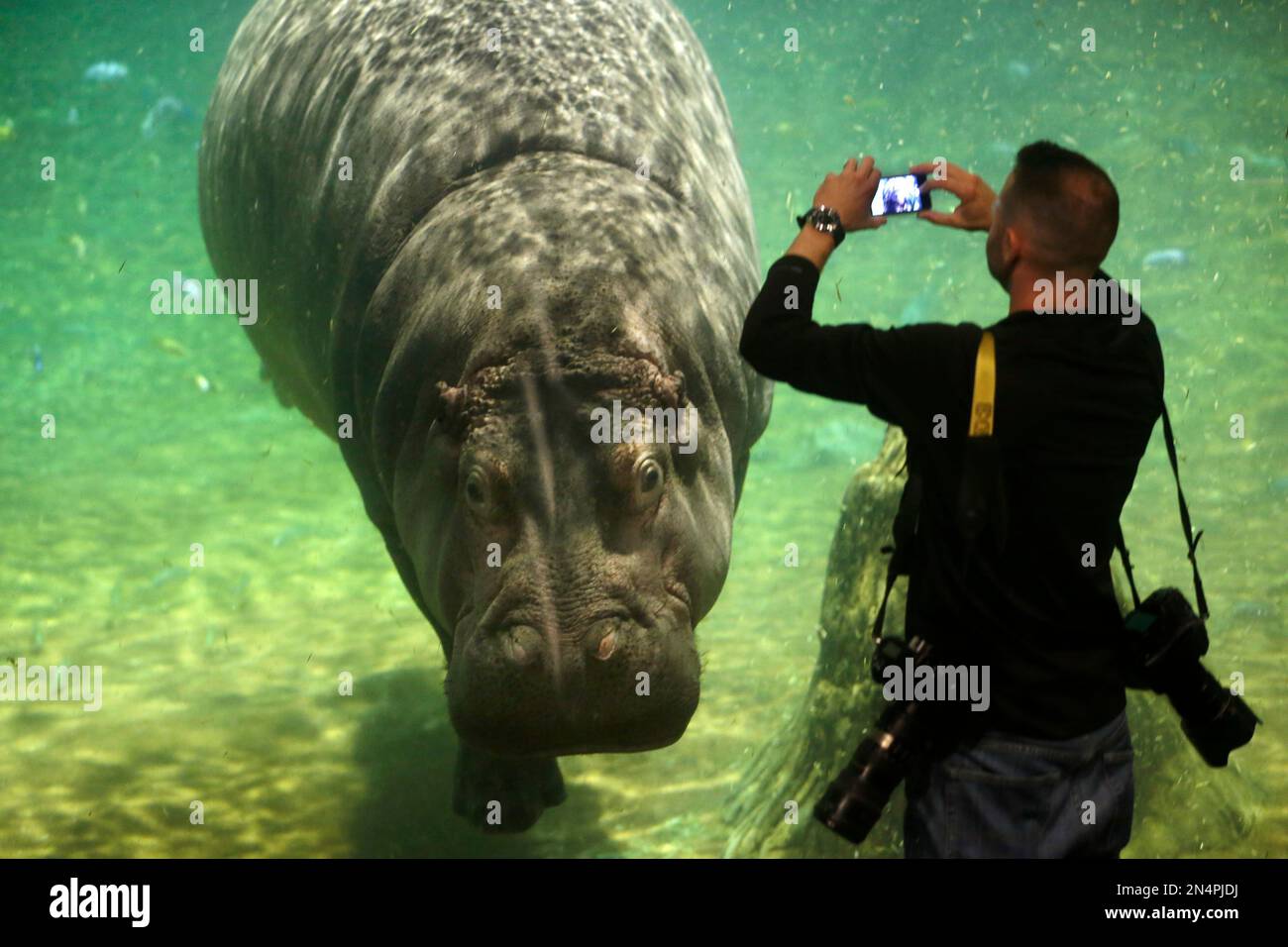 A man photographs a hippopotamus, named Genny, at Adventure Aquarium in