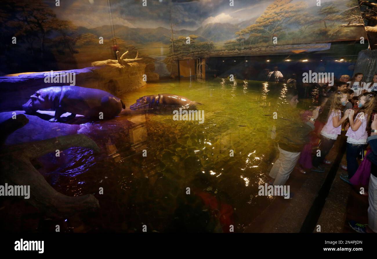 People watch as Adventure Aquarium's two Nile hippopotamuses, Genny