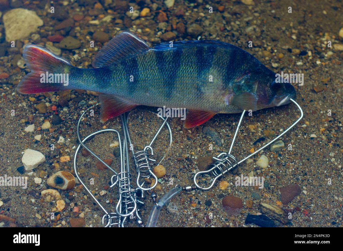 Caught perch in Fish Stringer in clear water floats over the rocks at