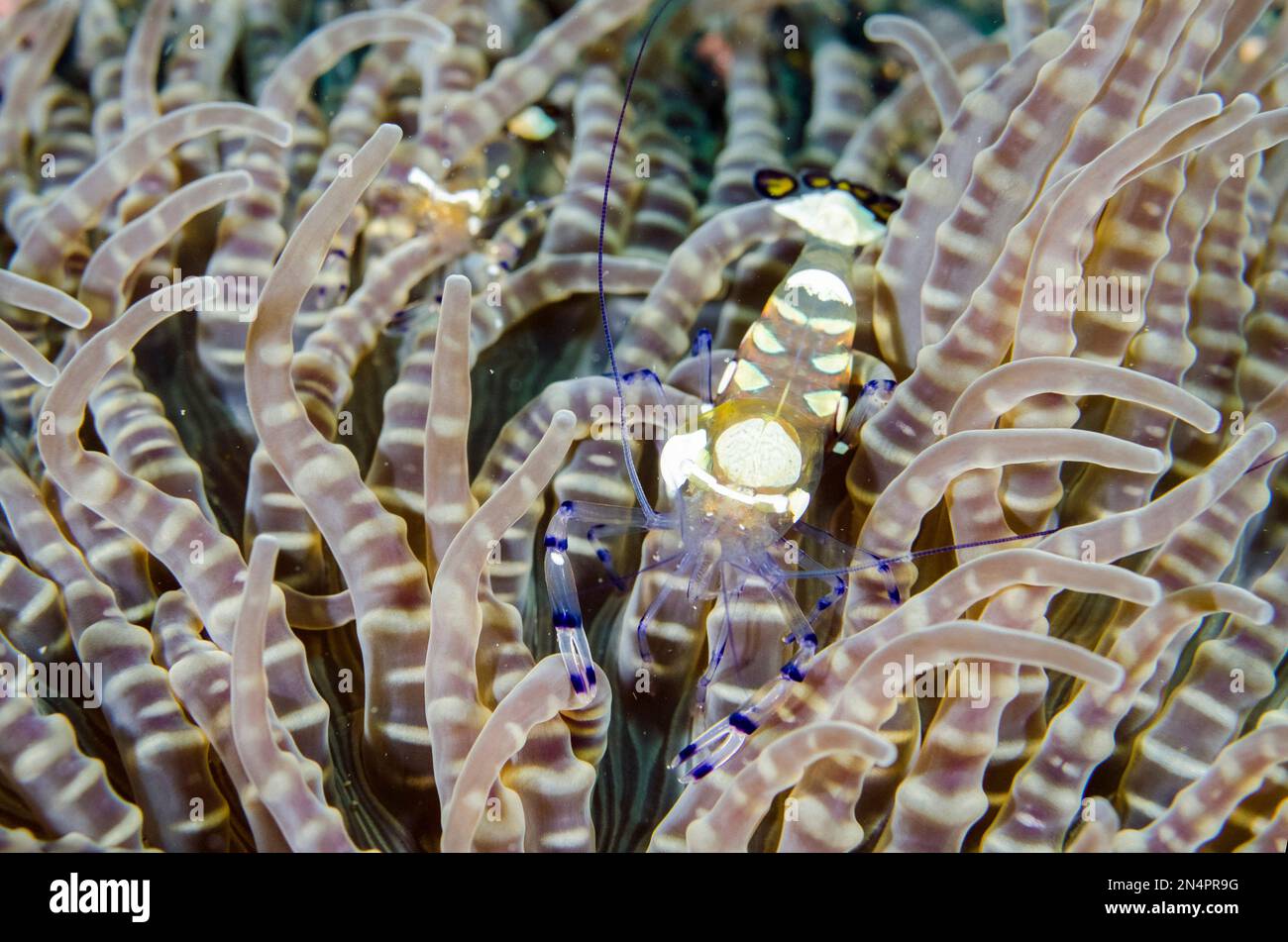 Pair of Peacock-tail Anemone Shrimps, Ancylocaris brevicarpalis, in Beaded Sea Anemone, Heteractis aurora, Bintang Divers dive site, Amed, Karangasem Stock Photo