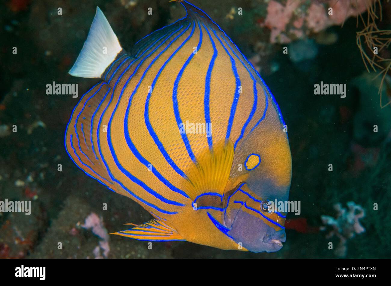 Blue-ringed Angelfish, Pomacanthus annularis, Liberty Wreck dive site, Tulamben, Karangasem Regency, Bali, Indonesia, Indian Ocean Stock Photo