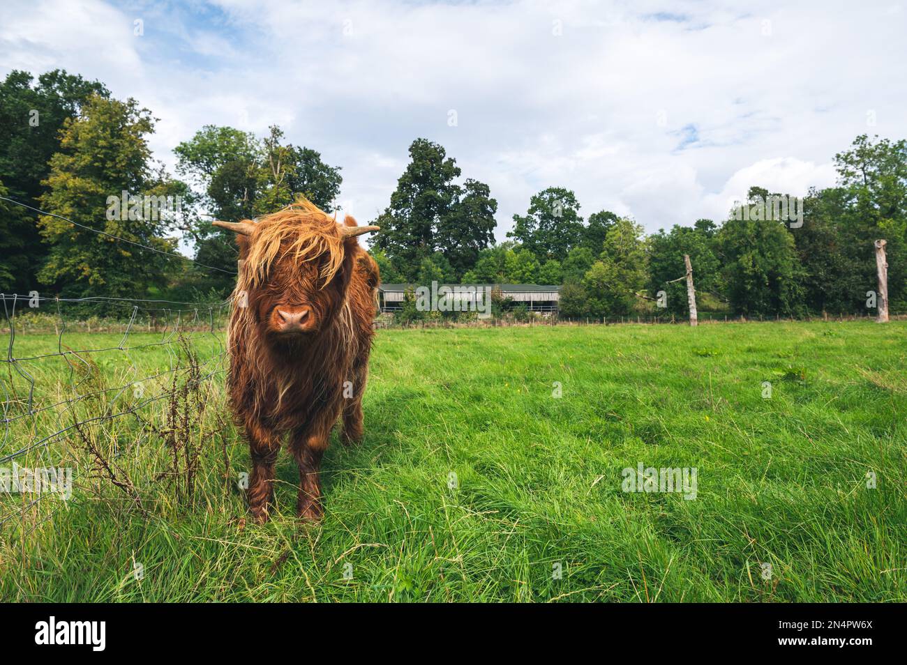 A Scottish Highland cow in the field Stock Photo - Alamy
