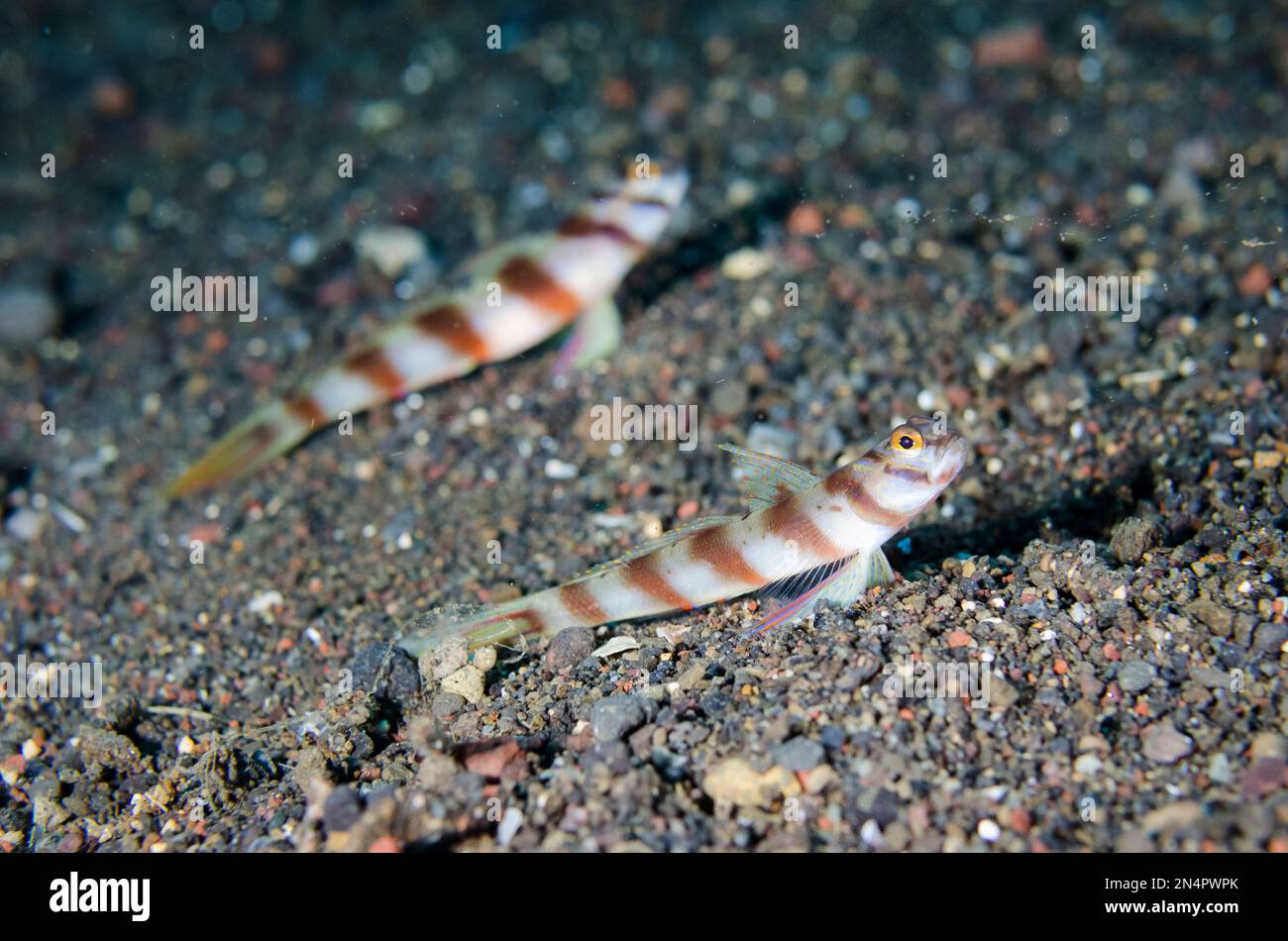 Pair of Slantbar Shrimpgobies, Amblyeleotris diagonalis, Ghost Bay dive site, Amed, Karangasem Regency, Bali, Indonesia, Indian Ocean Stock Photo