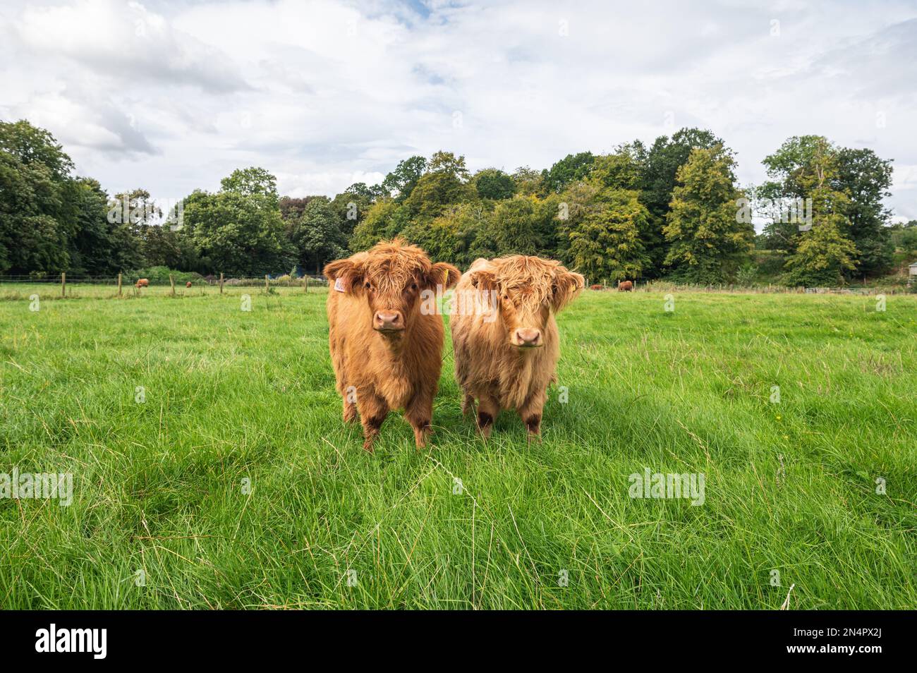 A Scottish Highland cows in the field Stock Photo - Alamy