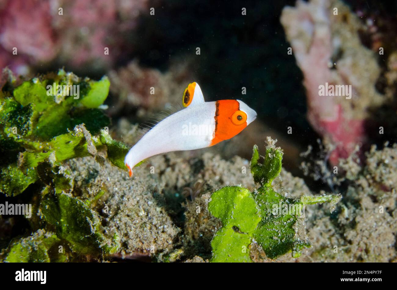 Juvenile Bicolor Parrotfish, Cetoscarus bicolor, Lipah Beach dive site, Amed, Karangasem Regency, Bali, Indonesia, Indian Ocean Stock Photo