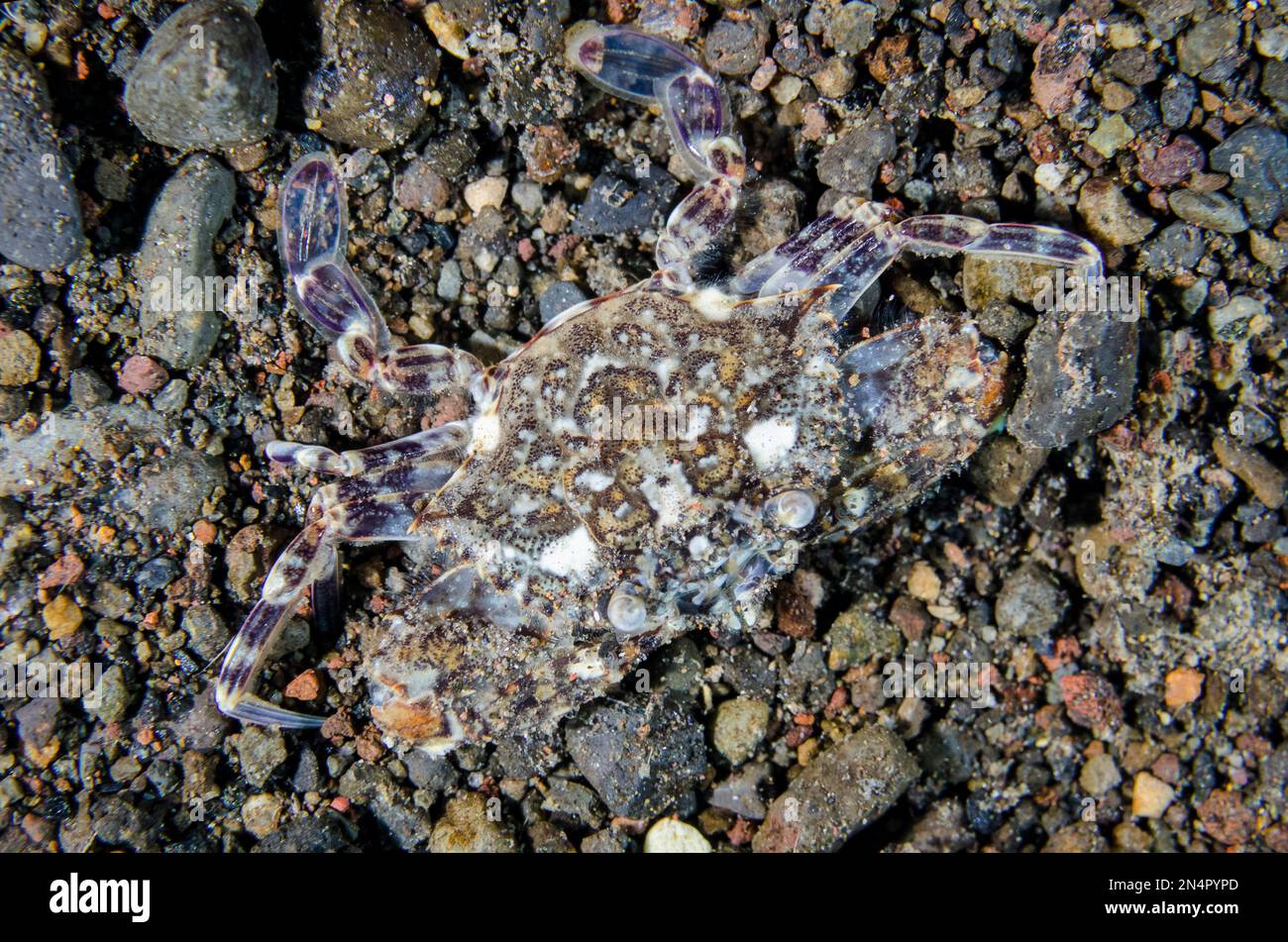 Swimming Crab, Portunidae Family, Uyah Hotel dive site, Amed, Karangasem Regency, Bali, Indonesia, Indian Ocean Stock Photo