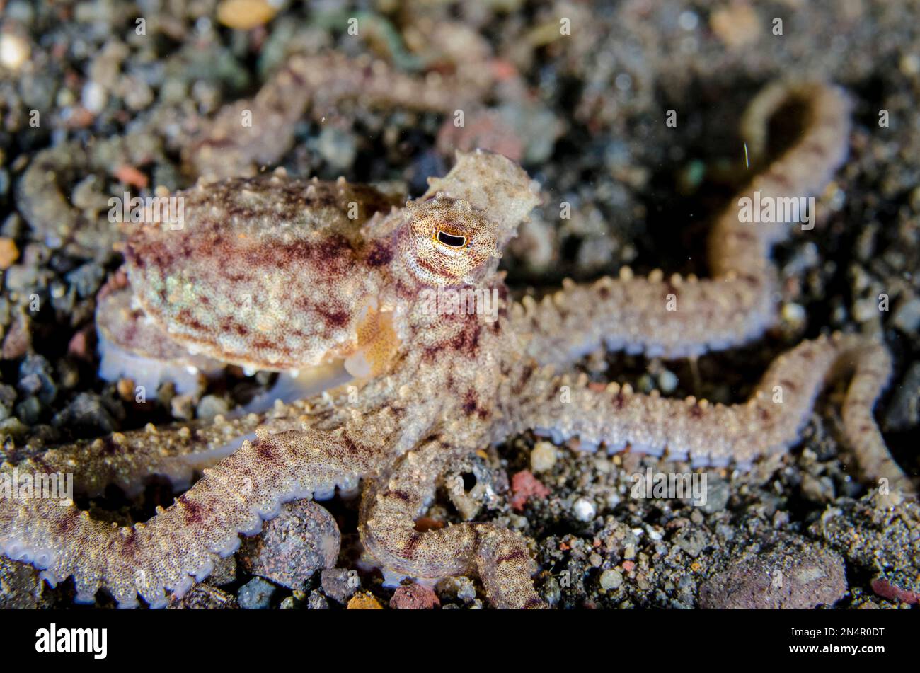 Veined Octopus, Amphioctopus marginatus, I Love Amed dive site, Amed, Karangasem Regency, Bali, Indonesia, Indian Ocean Stock Photo