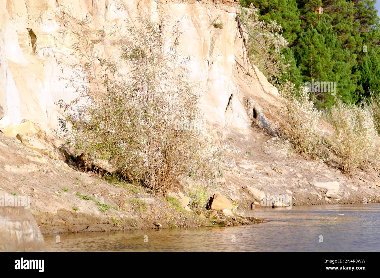 A Bush tree growing in the Northern Yakut kempendyay river under a clay ...