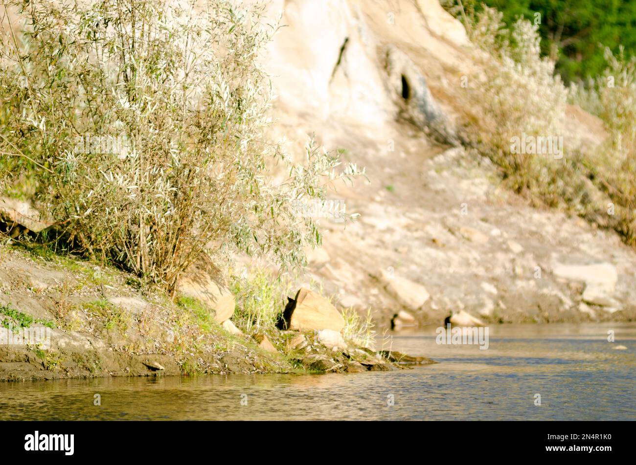 A Bush tree growing in the Northern Yakut kempendyay river under a clay ...