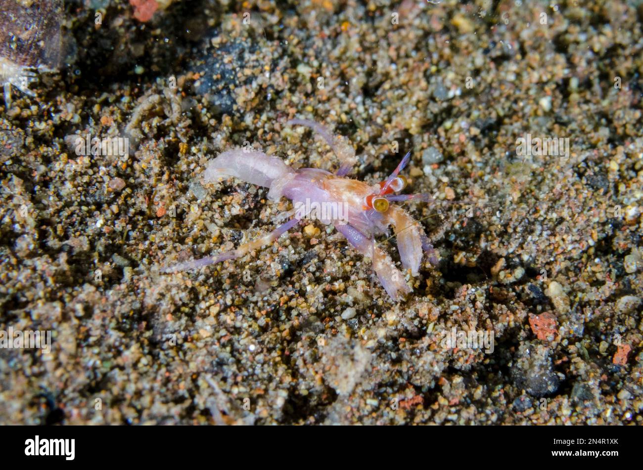 Juvenile Anemone Hermit Crab, Dardanus pedunculatus, without shell, I Love Amed dive site, Amed, Karangasem Regency, Bali, Indonesia, Indian Ocean Stock Photo