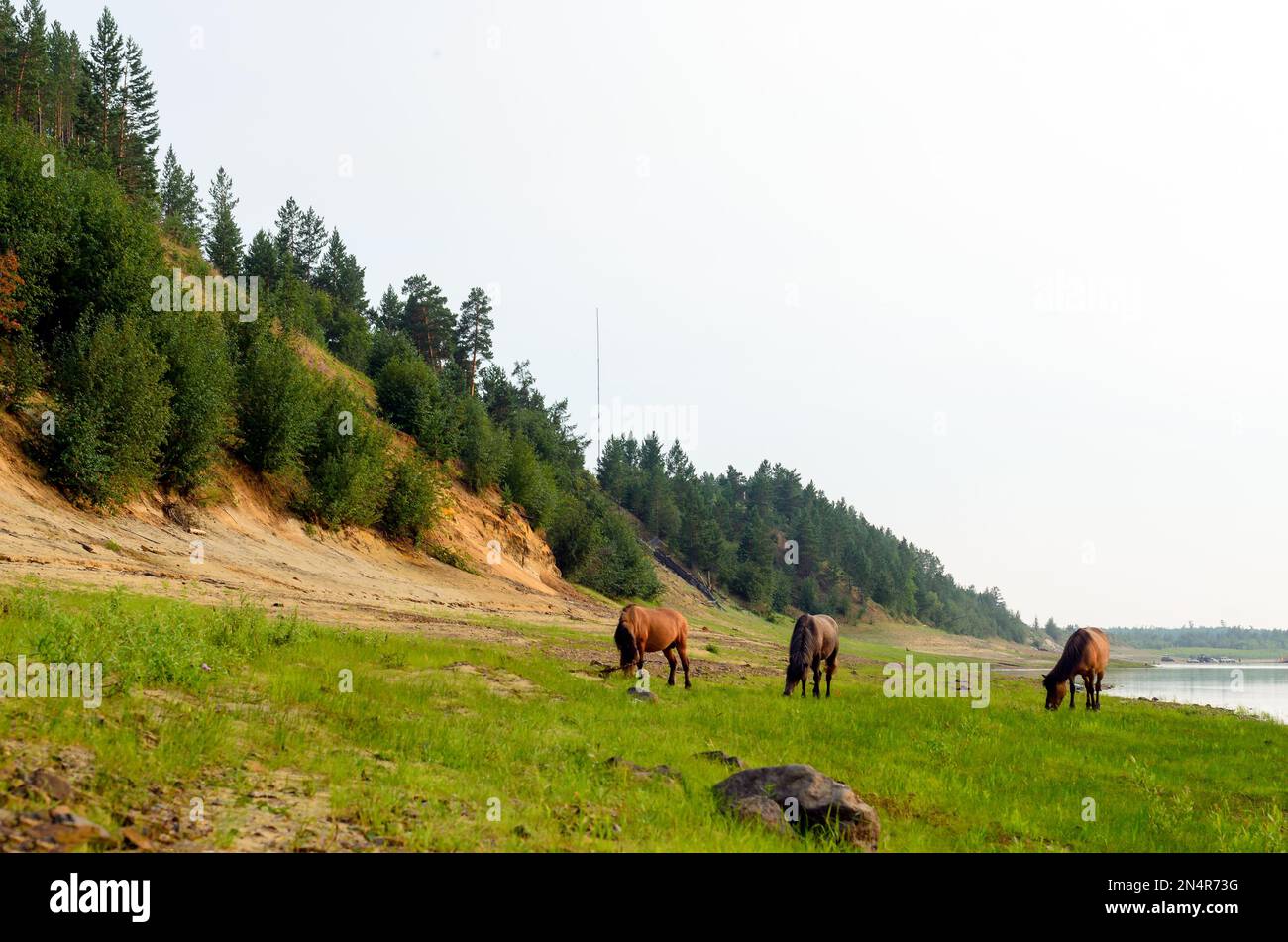 Horse next to river hires stock photography and images Alamy
