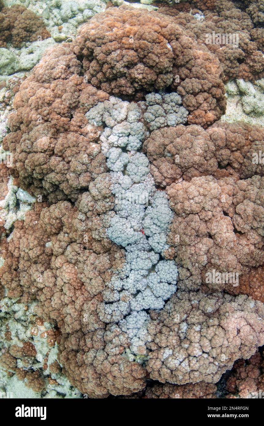 Blushing Coral, Cladiella sp, touch sensitive and changing colour, NusaBay Menjangan Hotel house reef, West Bali National Park, near Menjangan Island, Stock Photo