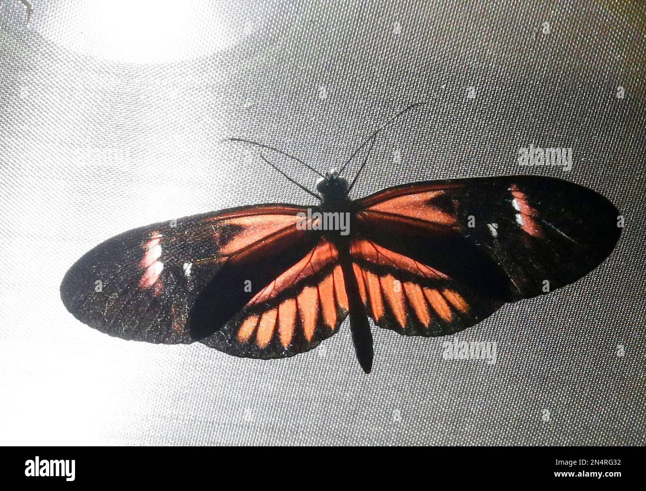 Postman Insect A postman butterfly stays suspended below a light in an exhibit at the ...