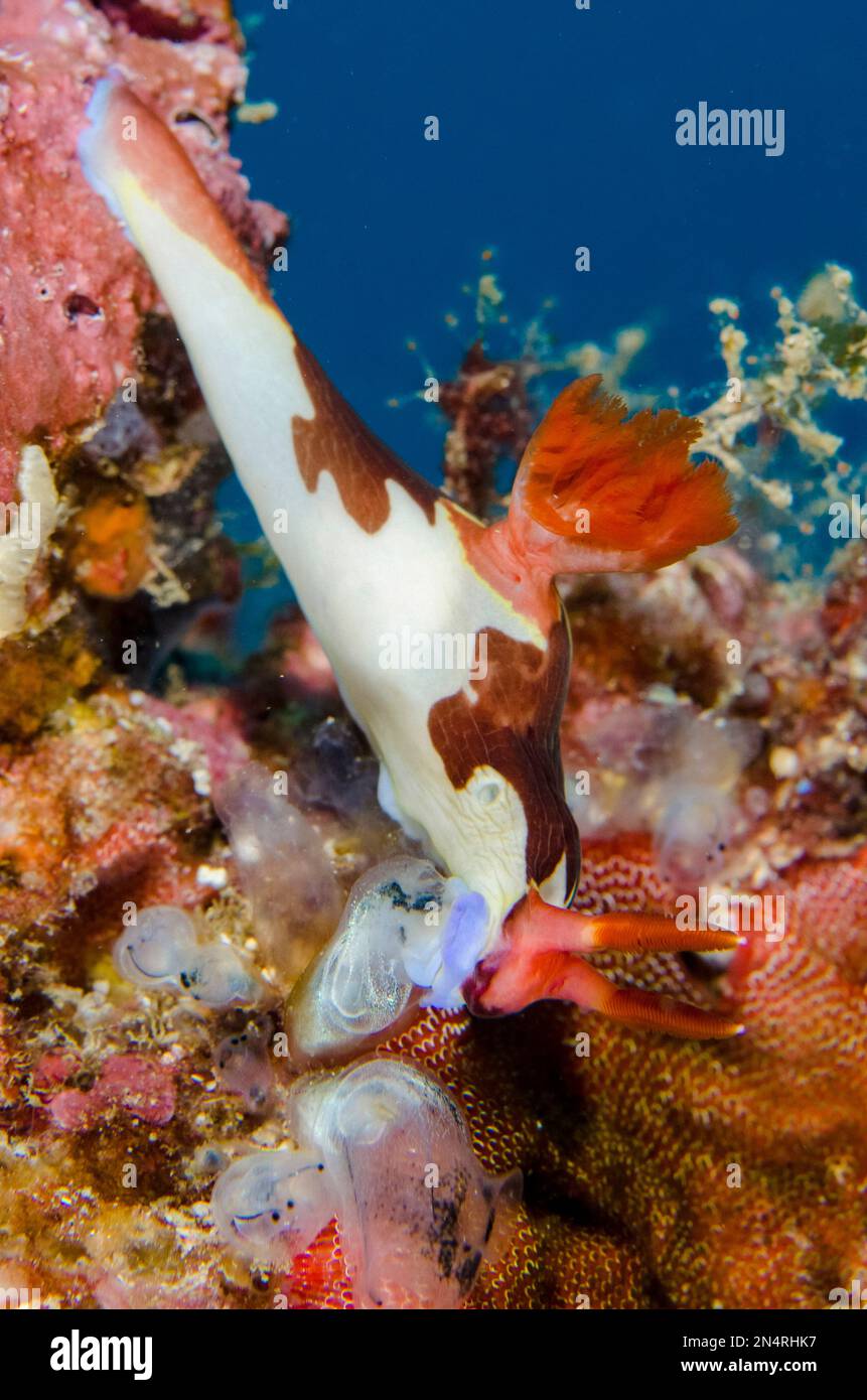 Chamberlaini's Nudibranch, Nembrotha chamberlaini, feeding on Sea Squirt, Tunicata subphylum) Gili Mimpang dive site, Candidasa, Bali, Indonesia Stock Photo