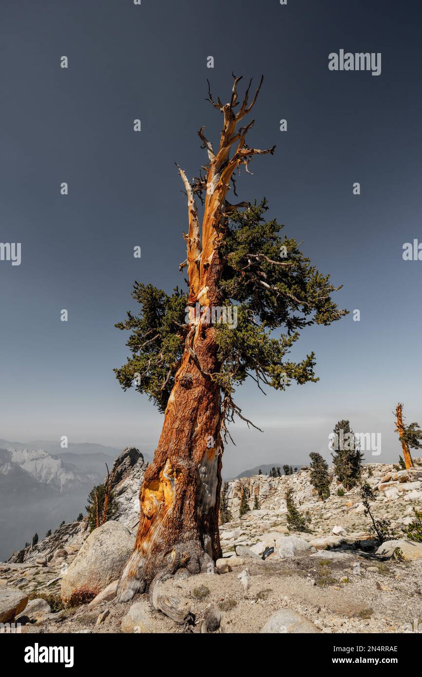 Foxtail Pine Below the Summit of Alta Peak in Sequoia National Park Stock Photo